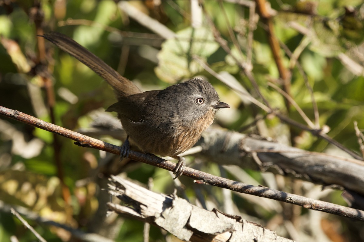 Wrentit - ML647009242