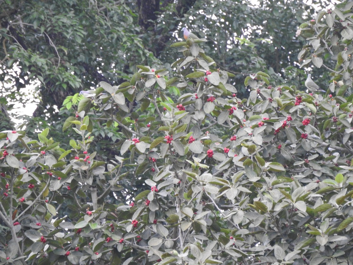 Colombar giouanne - ML647009243