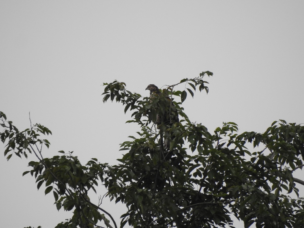 Bondrée orientale - ML647009248