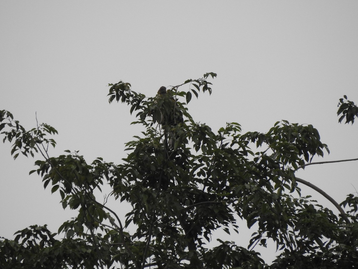 Bondrée orientale - ML647009249