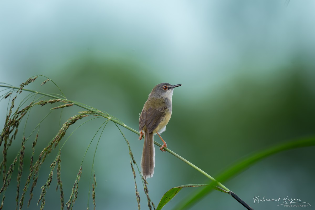 Yellow-bellied Prinia - ML647009250