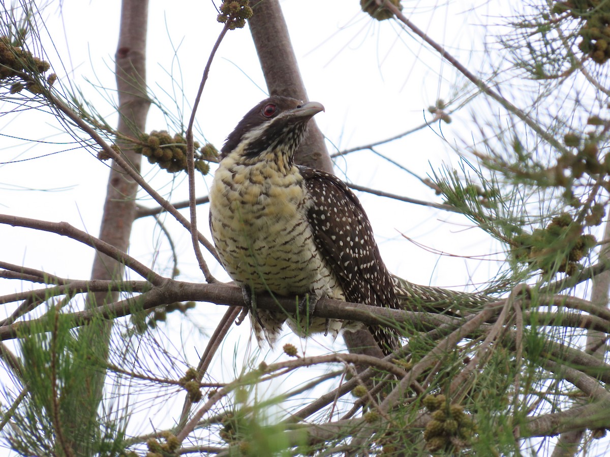 Pazifikkoel - ML647009258