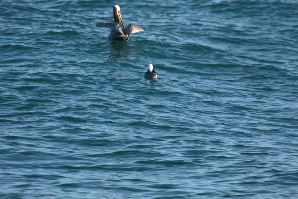 Brown Pelican - ML647009259
