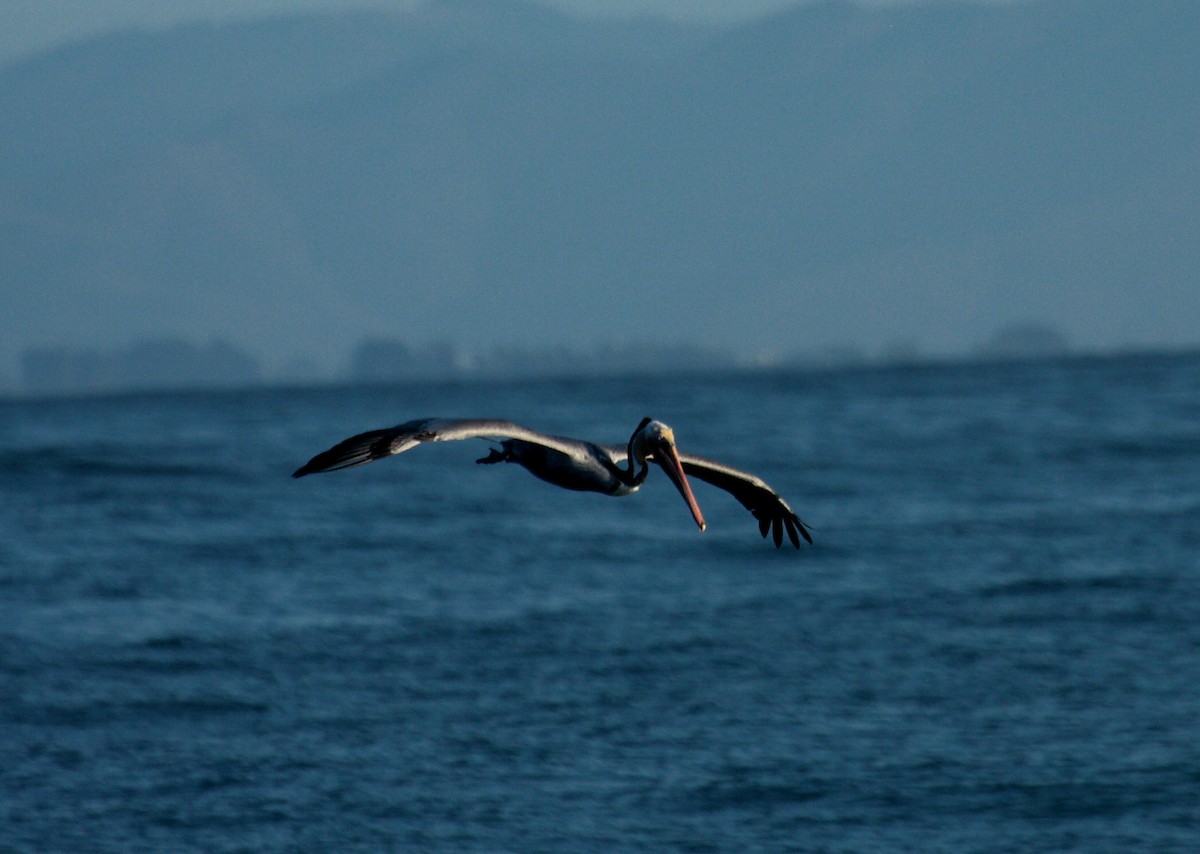 Brown Pelican - ML647009260