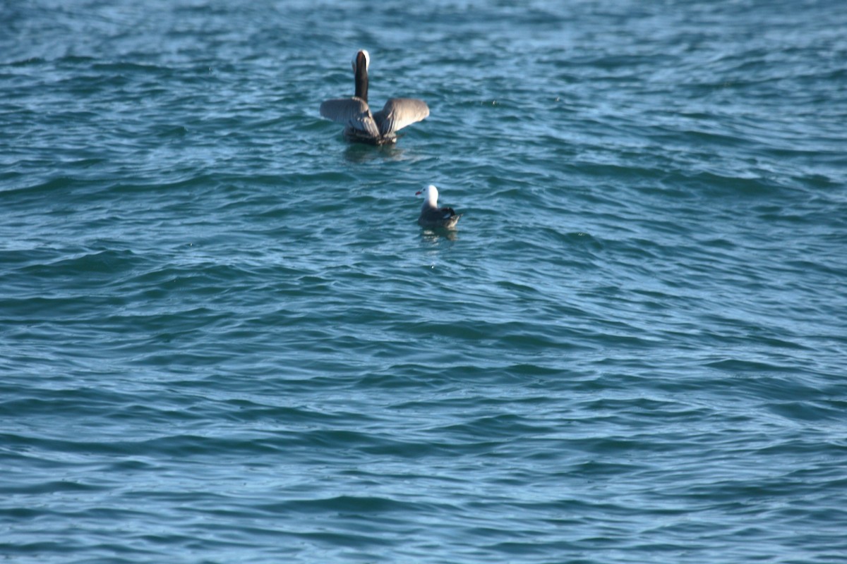 Brown Pelican - ML647009261