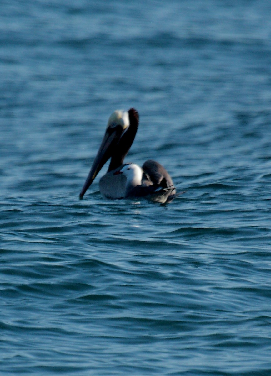 Brown Pelican - ML647009262
