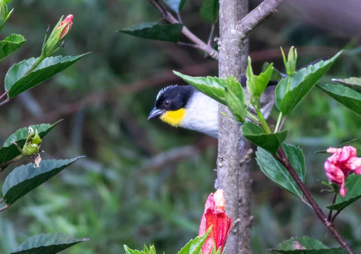 White-naped Brushfinch - ML647009263