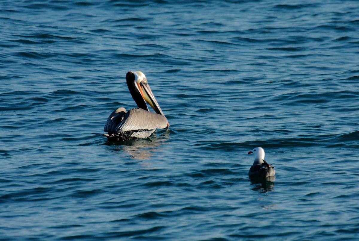 Brown Pelican - ML647009264