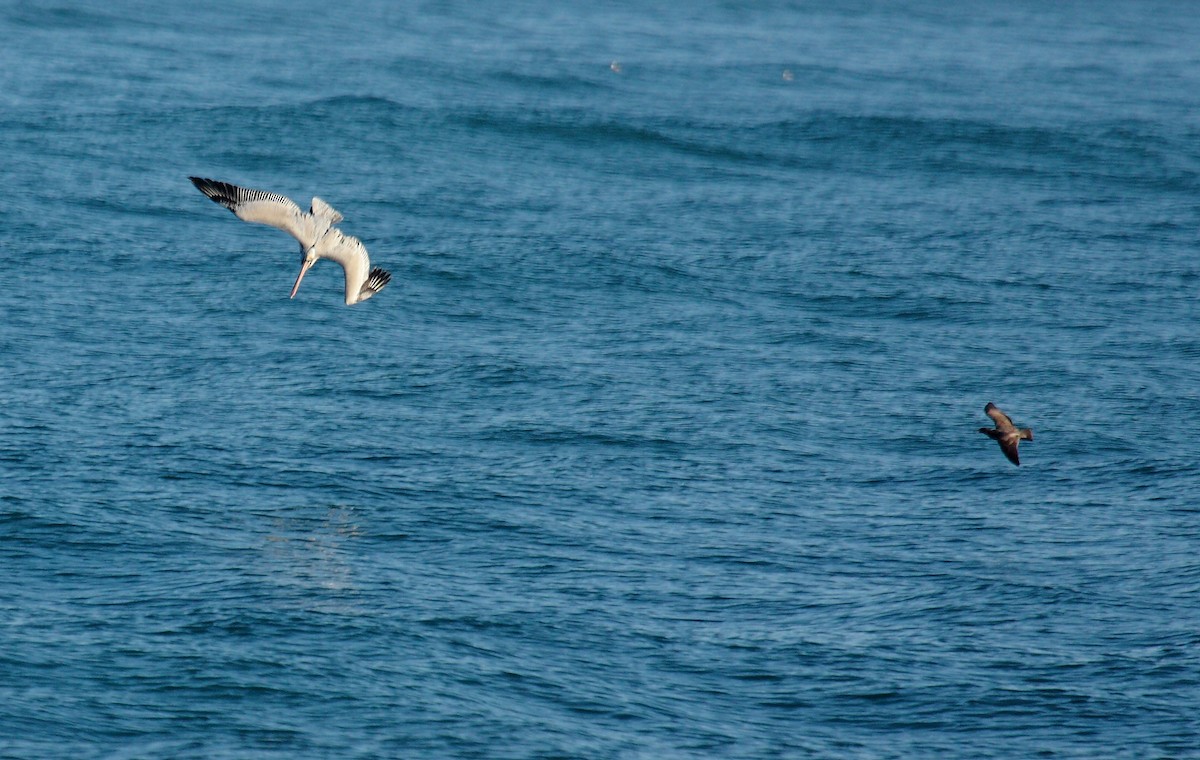 Brown Pelican - ML647009265