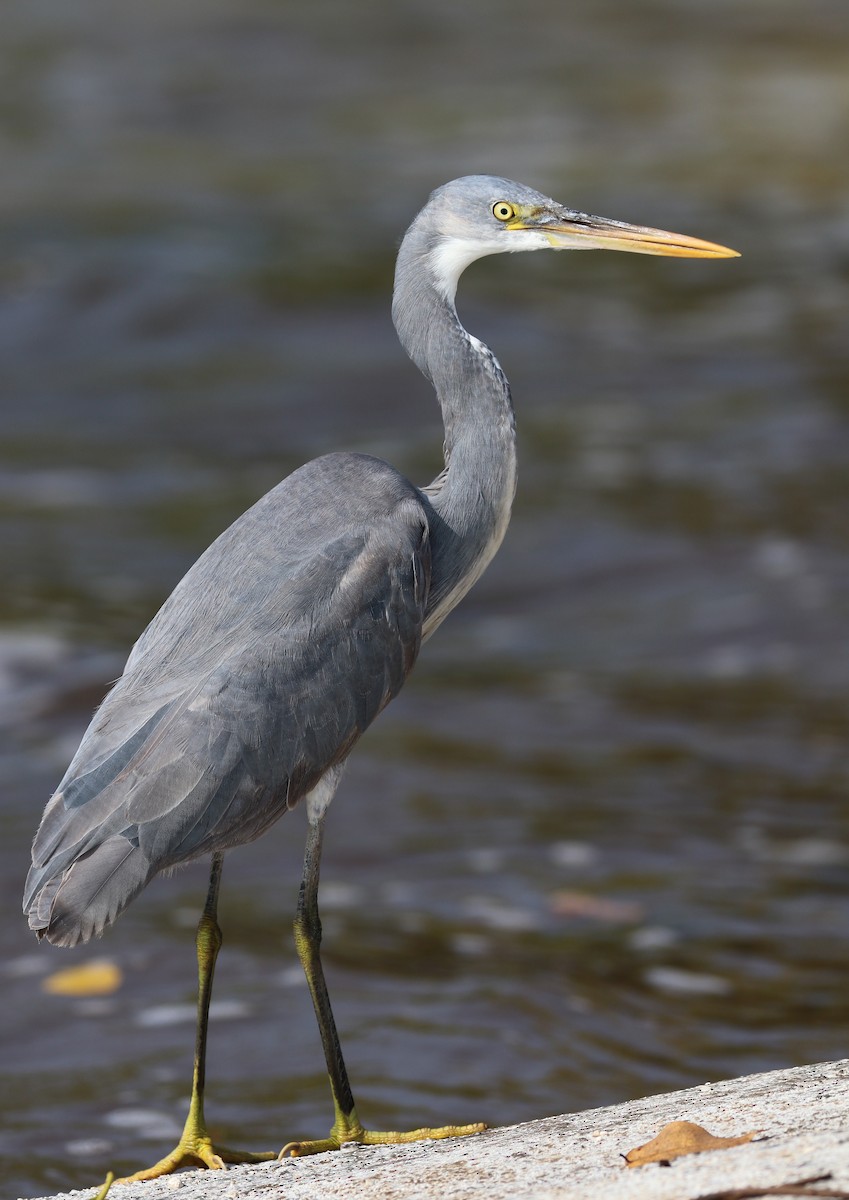 Western Reef-Heron - ML647009266