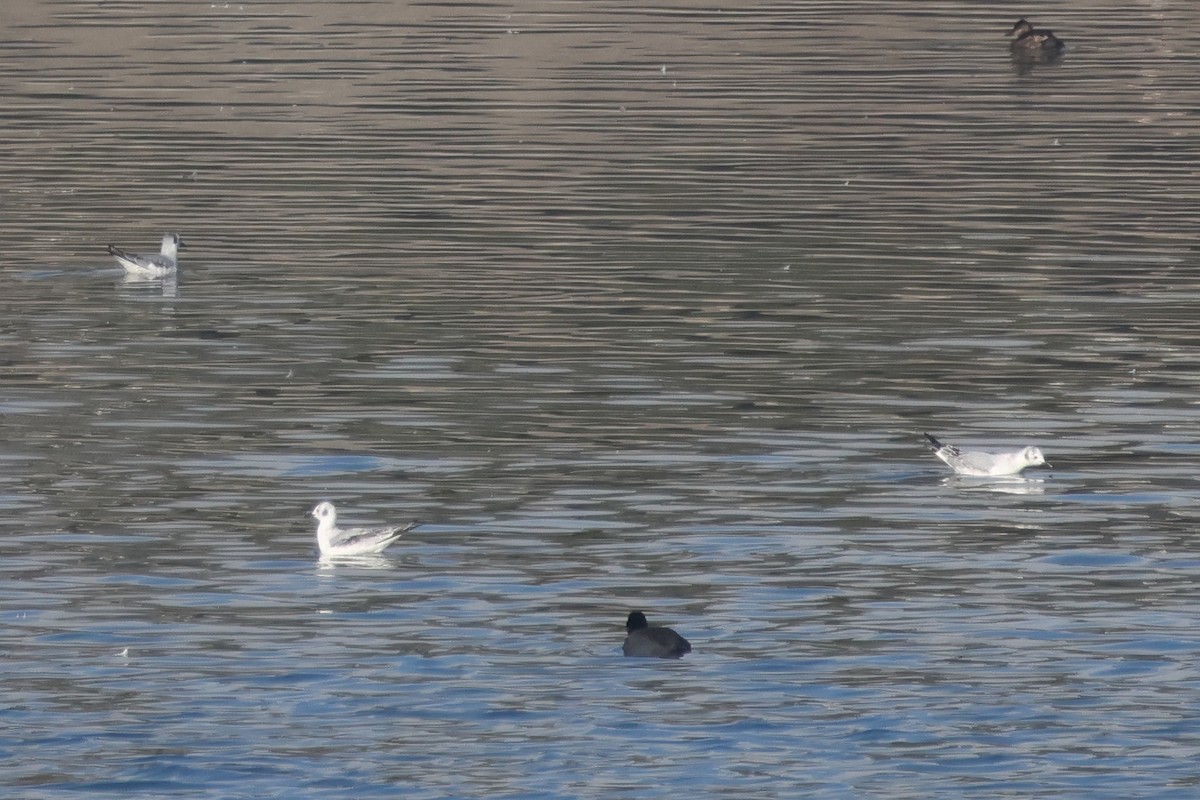 Bonaparte's Gull - ML647009267