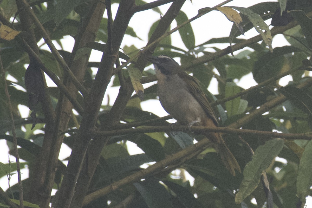 Black-winged Saltator - ML647009271
