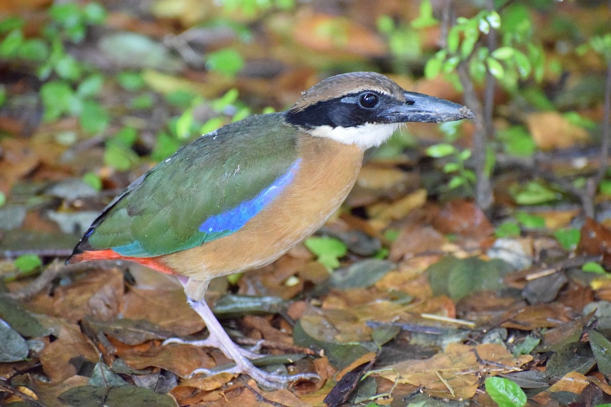 Mangrove Pitta - ML647009272