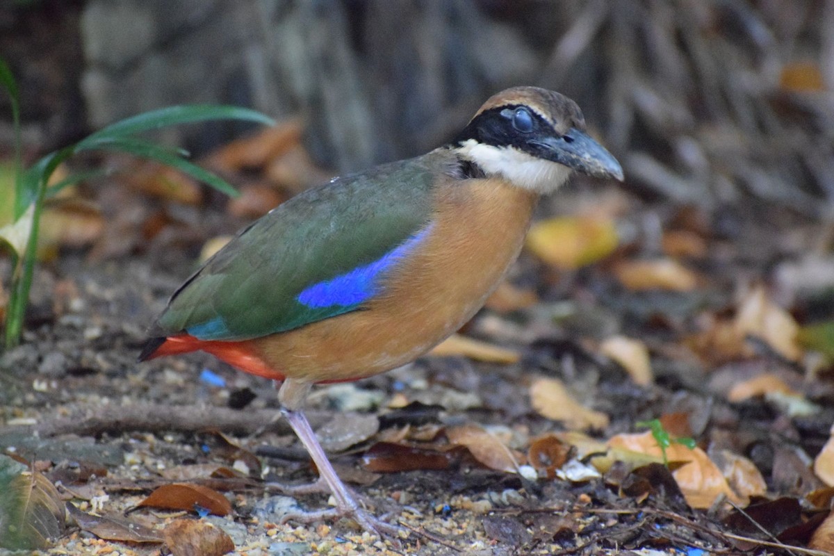 Mangrove Pitta - ML647009273