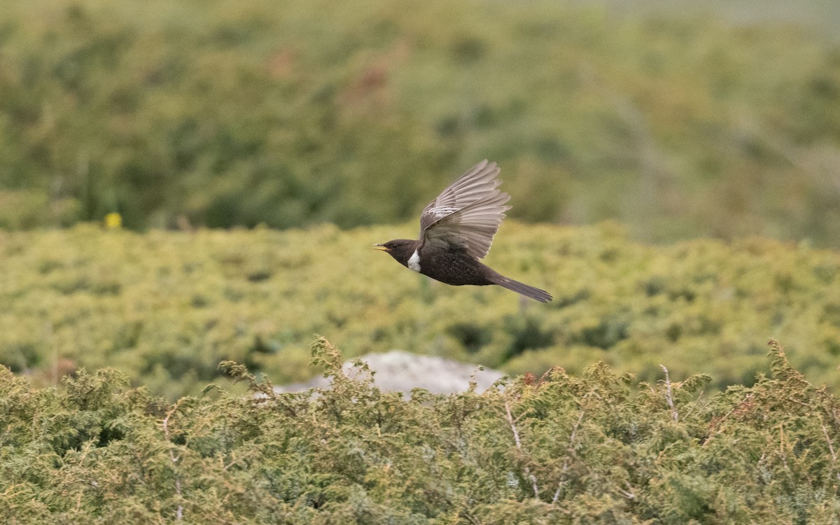 Ring Ouzel - ML647009274