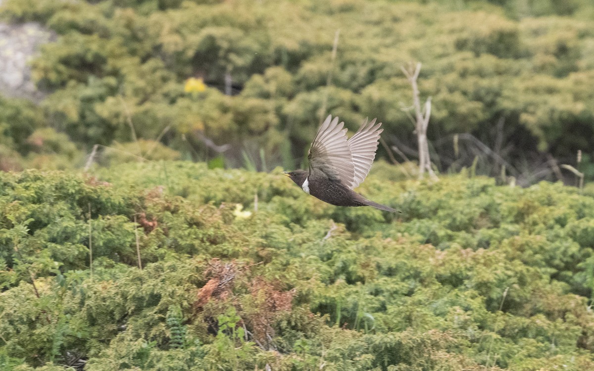 Ring Ouzel - ML647009275