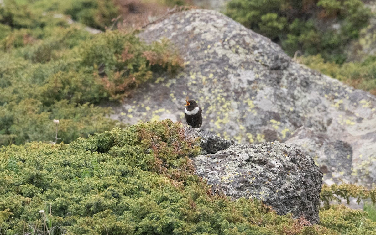 Ring Ouzel - ML647009276