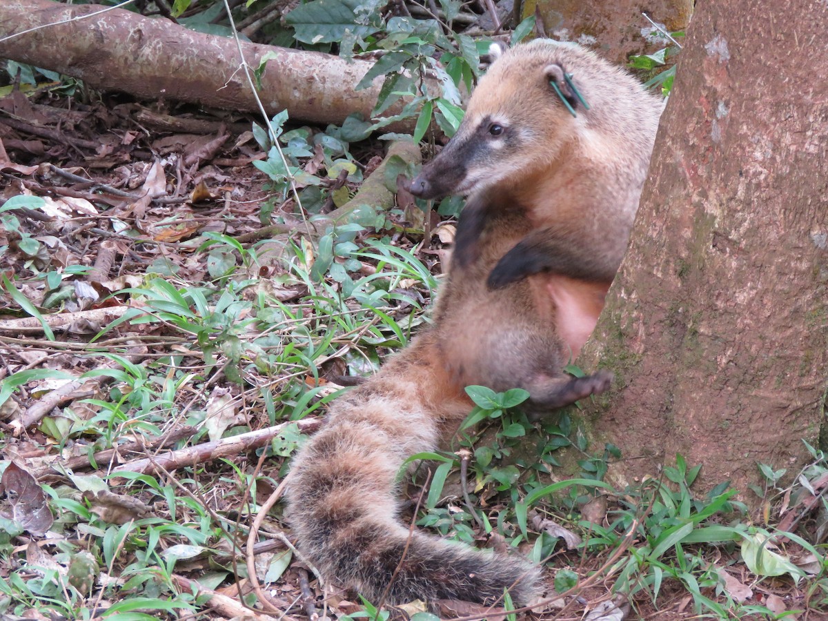 South American Coati - ML647009277
