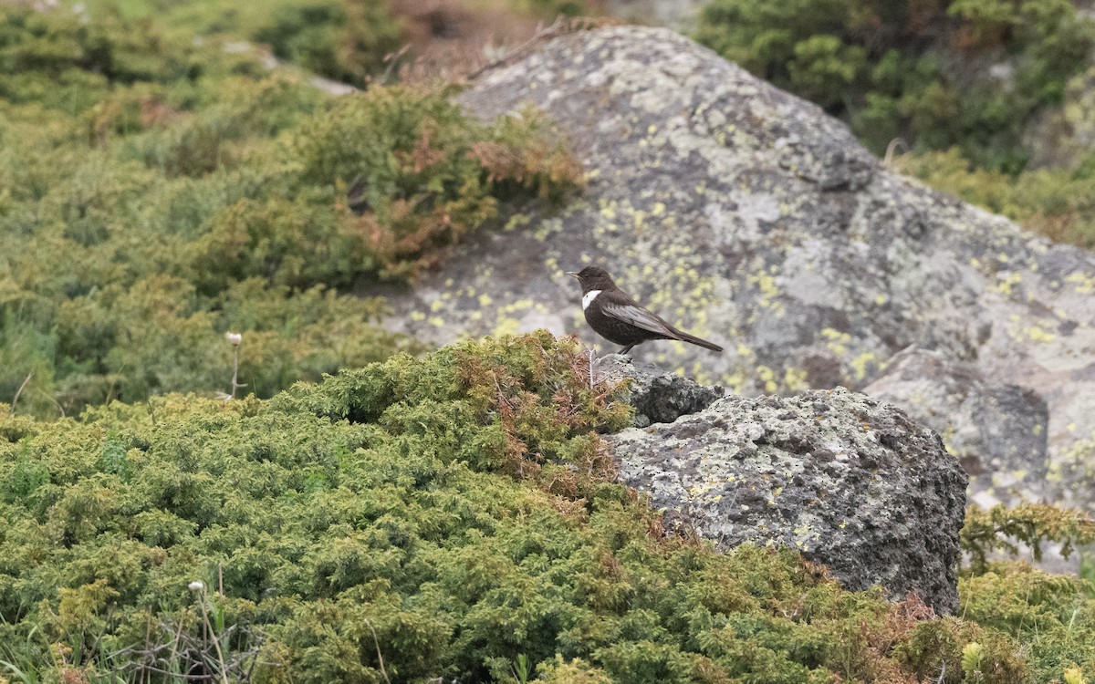 Ring Ouzel - ML647009278