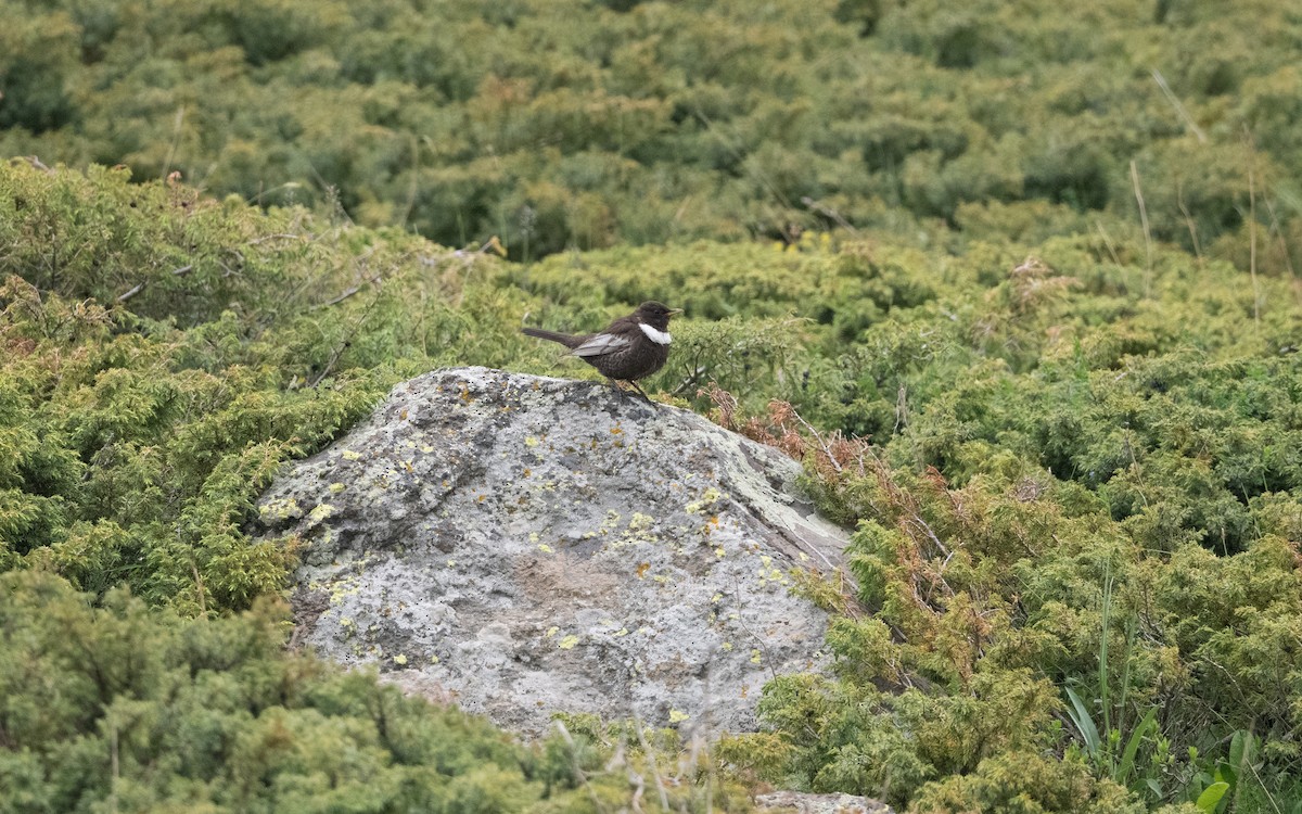 Ring Ouzel - ML647009279