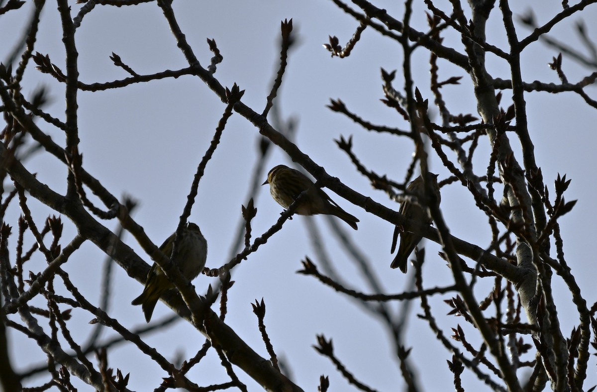 Pine Siskin - ML647009280