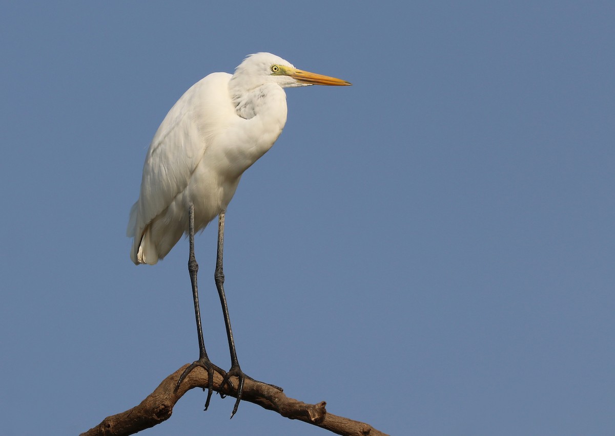 Medium Egret - ML647009281