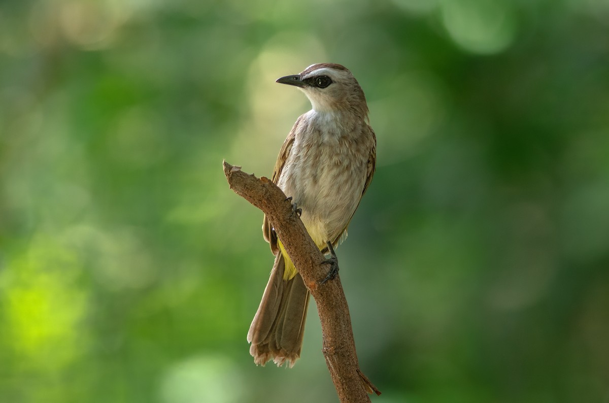 Yellow-vented Bulbul - ML647009282