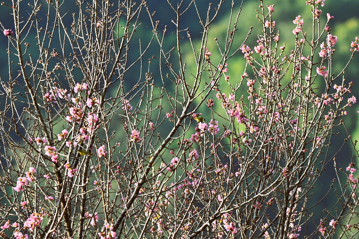 Fire-tailed Sunbird - ML647009283