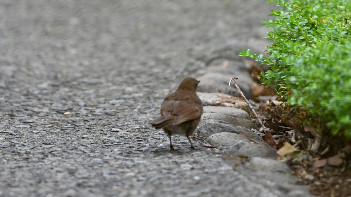 Pale-vented Thrush - ML647009284
