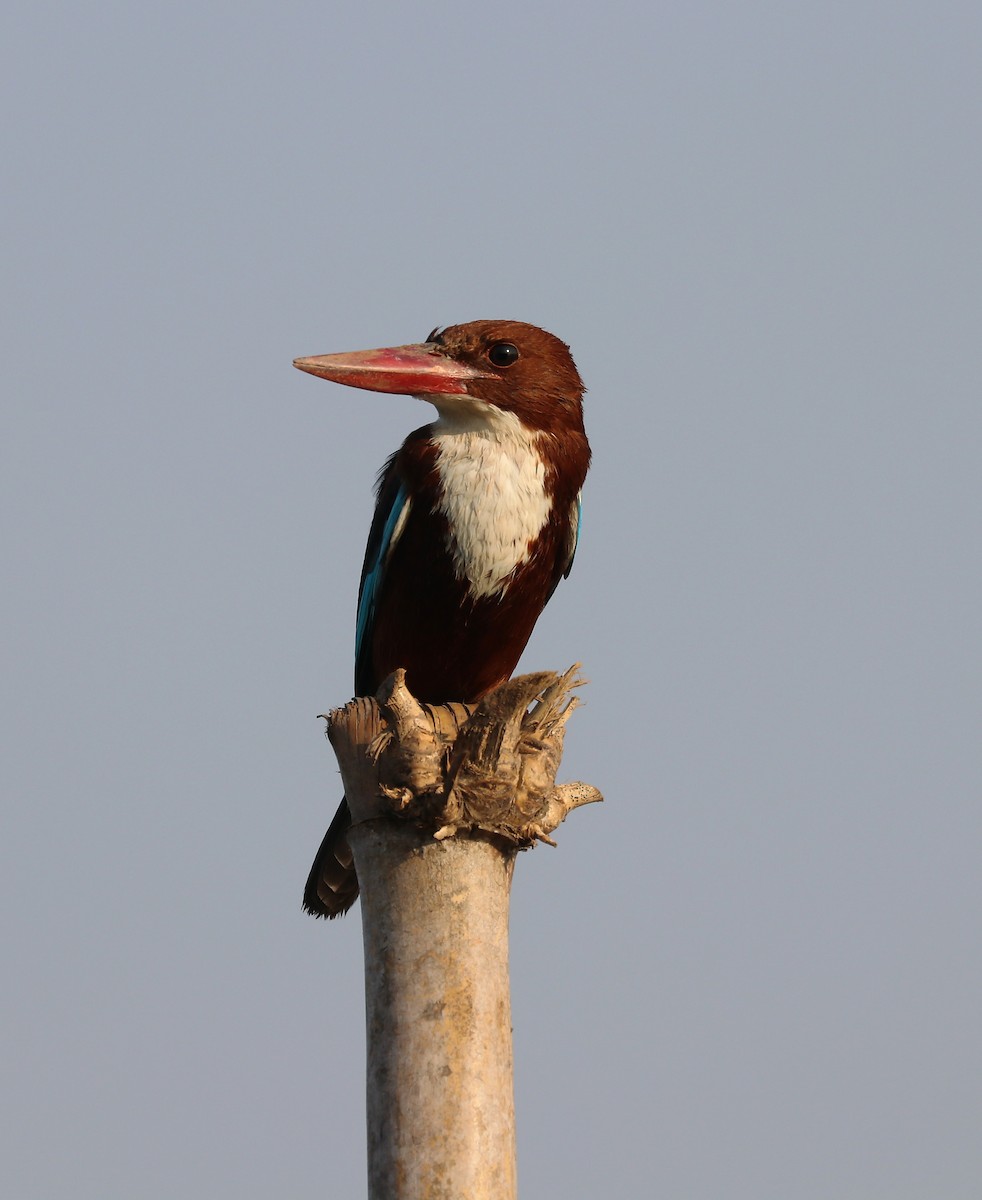 White-throated Kingfisher - ML647009285