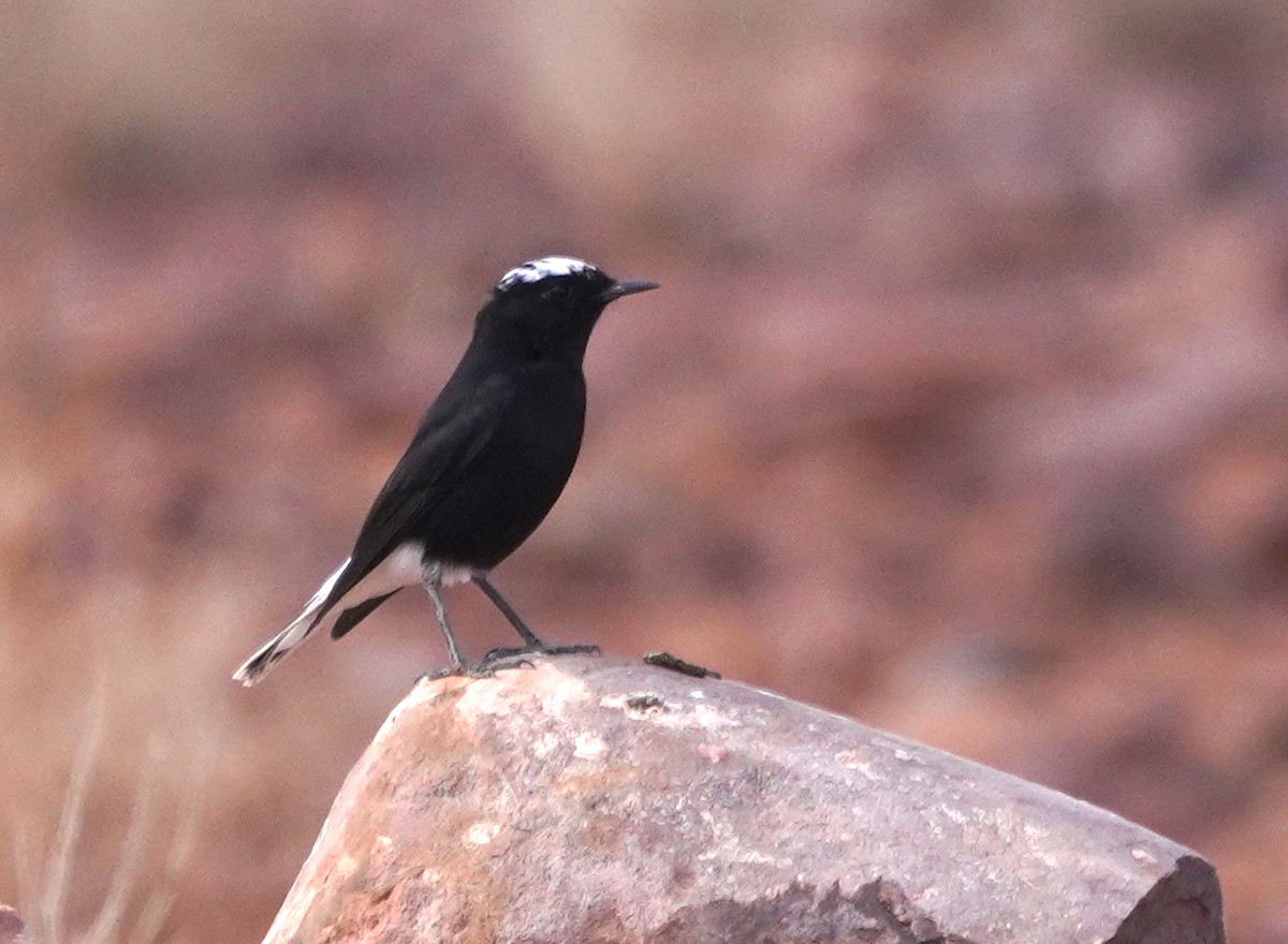 White-crowned Wheatear - ML647009290