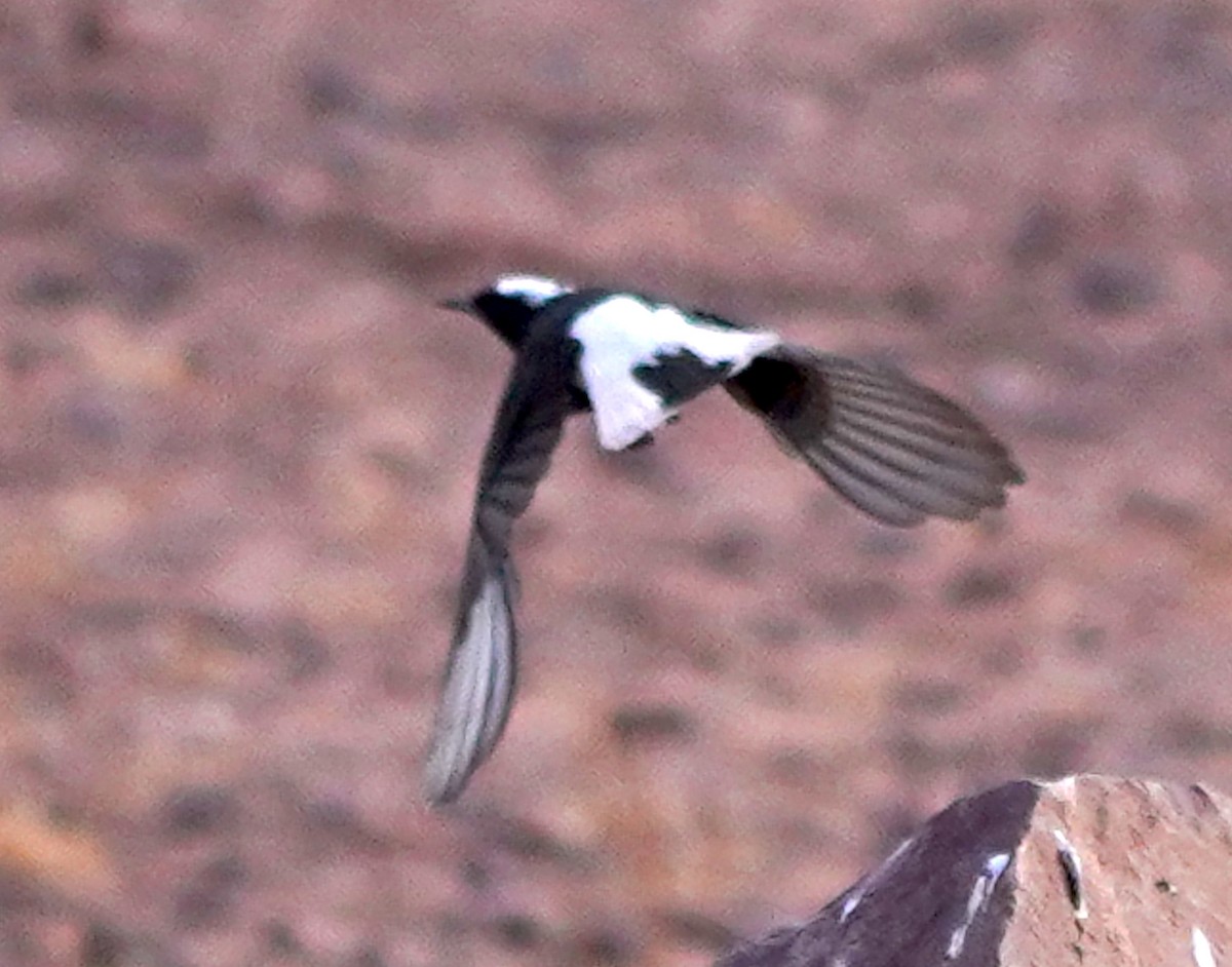 White-crowned Wheatear - ML647009291