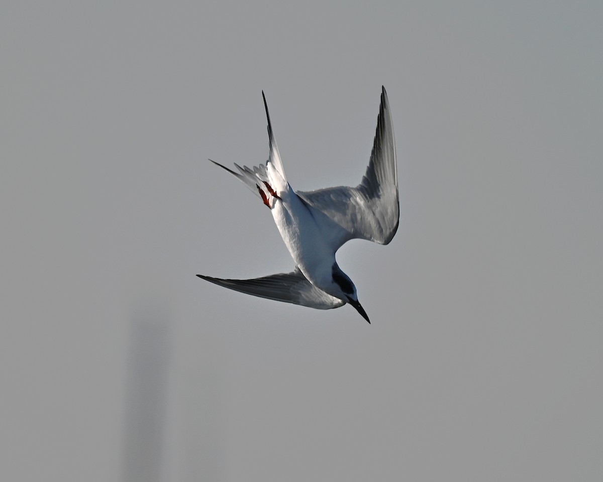 Forster's Tern - ML647009292