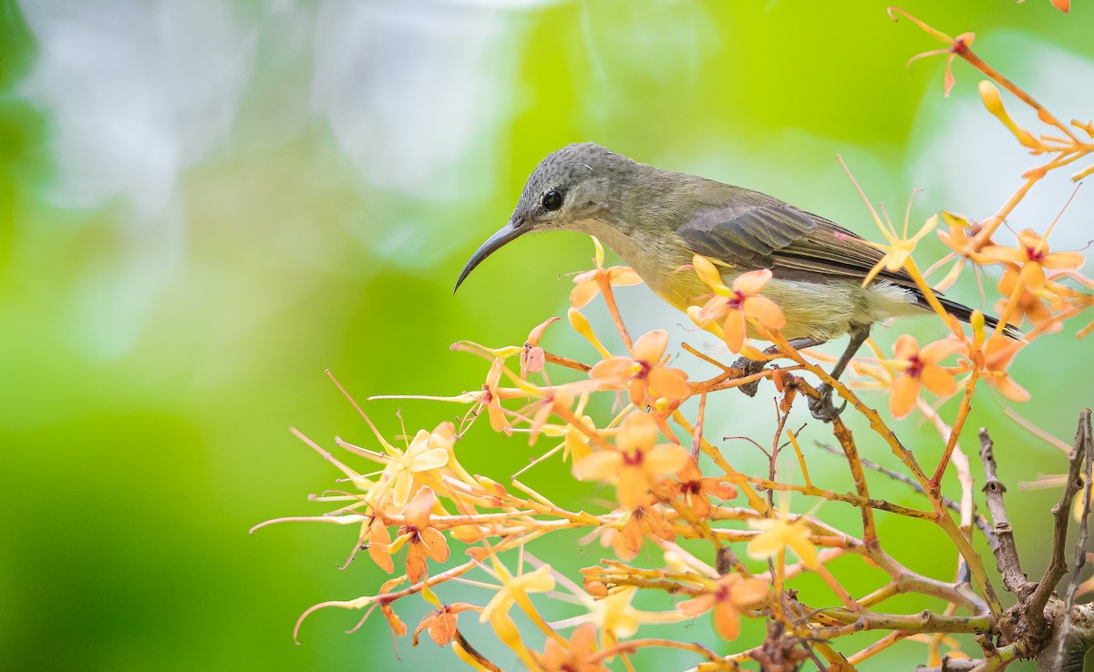 Ornate Sunbird - ML647009295