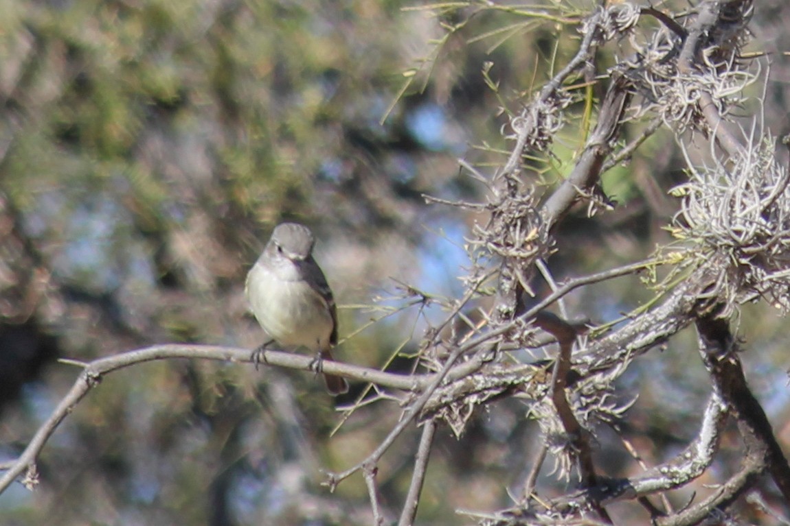 Пепельный мухолов - ML647009296