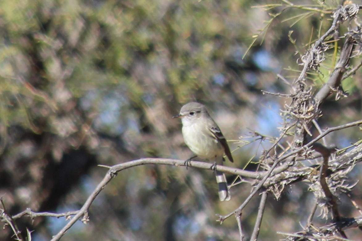 Пепельный мухолов - ML647009297