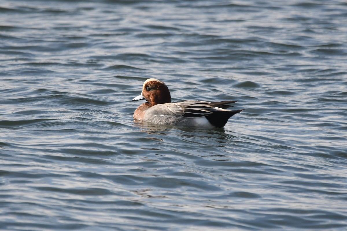 Свиязь - ML647009298