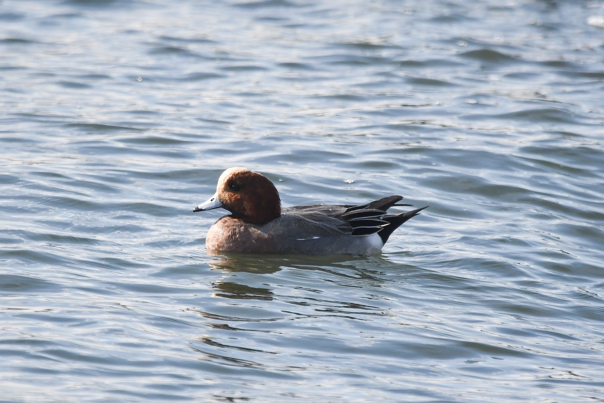 Свиязь - ML647009299