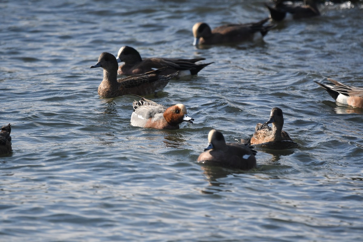 Свиязь - ML647009300