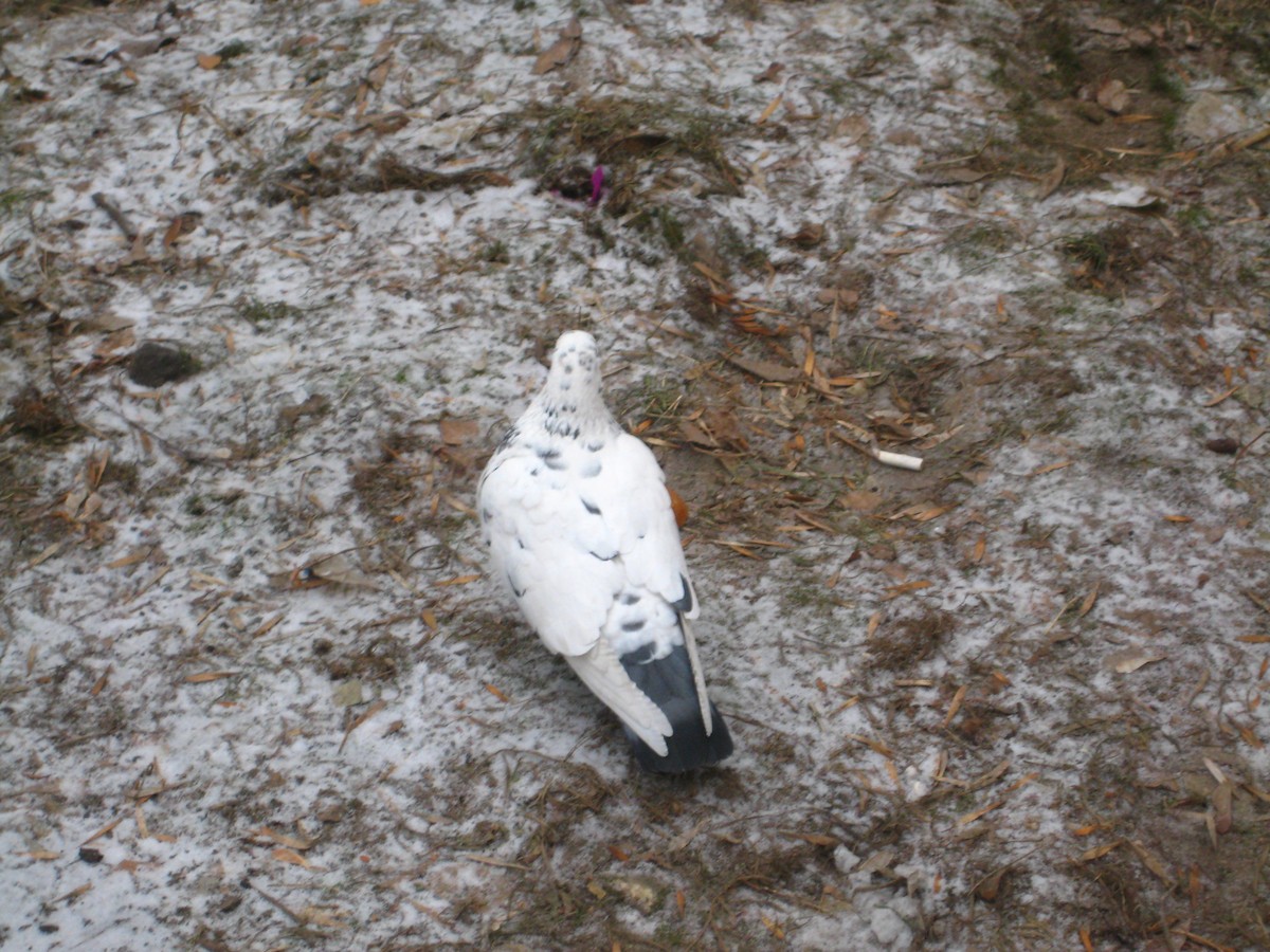 Сизый голубь (Одомашненного типа) - ML647009301