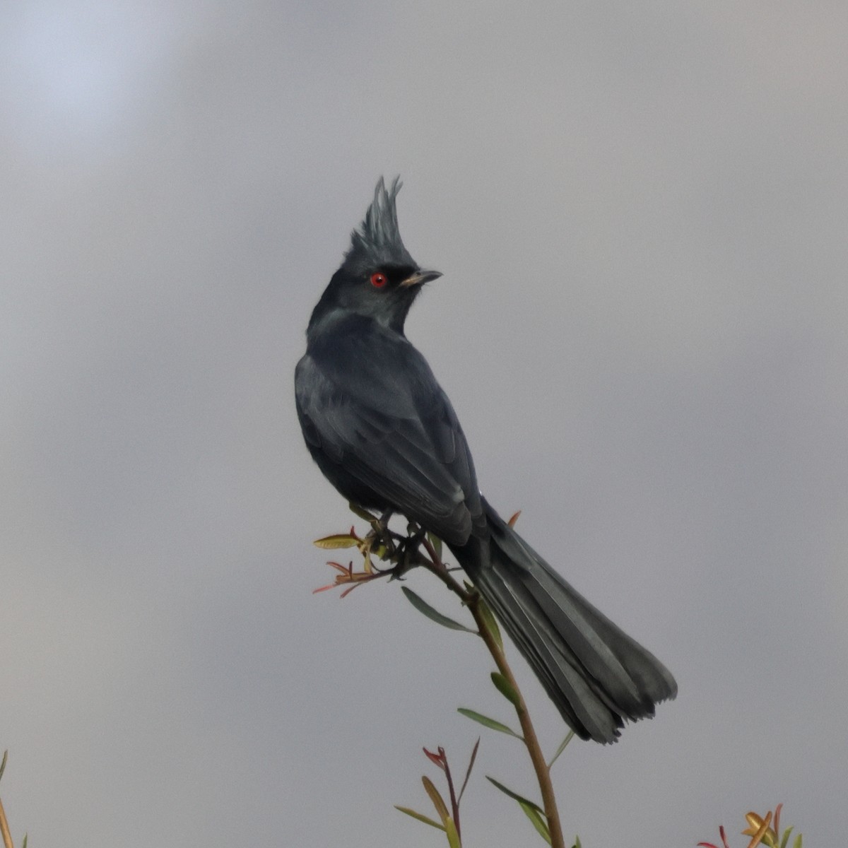 Чёрный шелкохвост - ML647009302