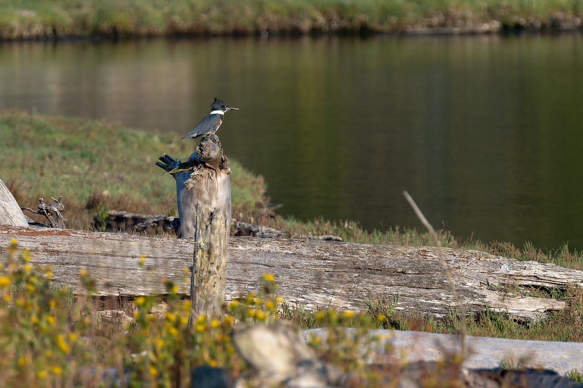 Опоясанный зимородок - ML647009304