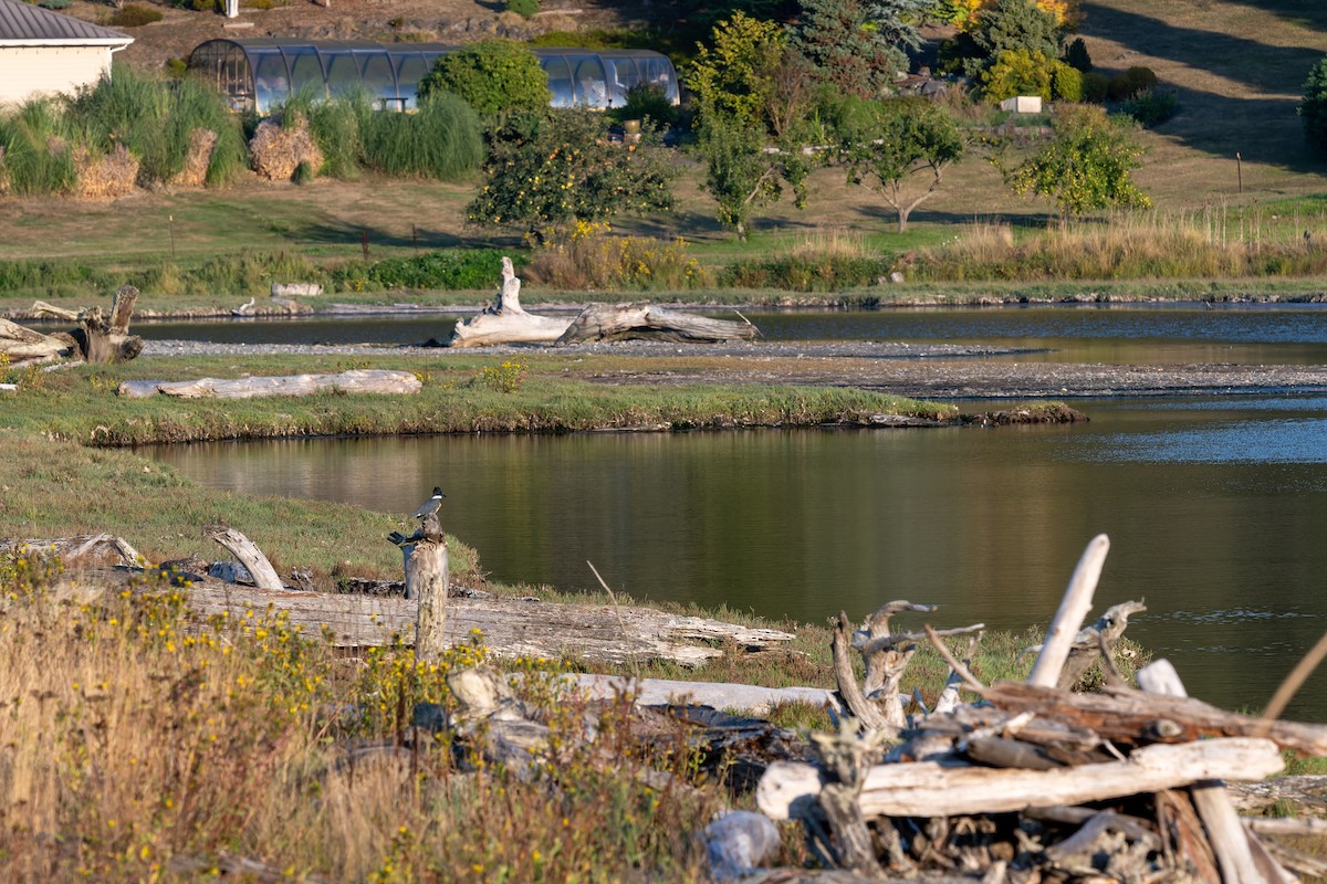 Опоясанный зимородок - ML647009305