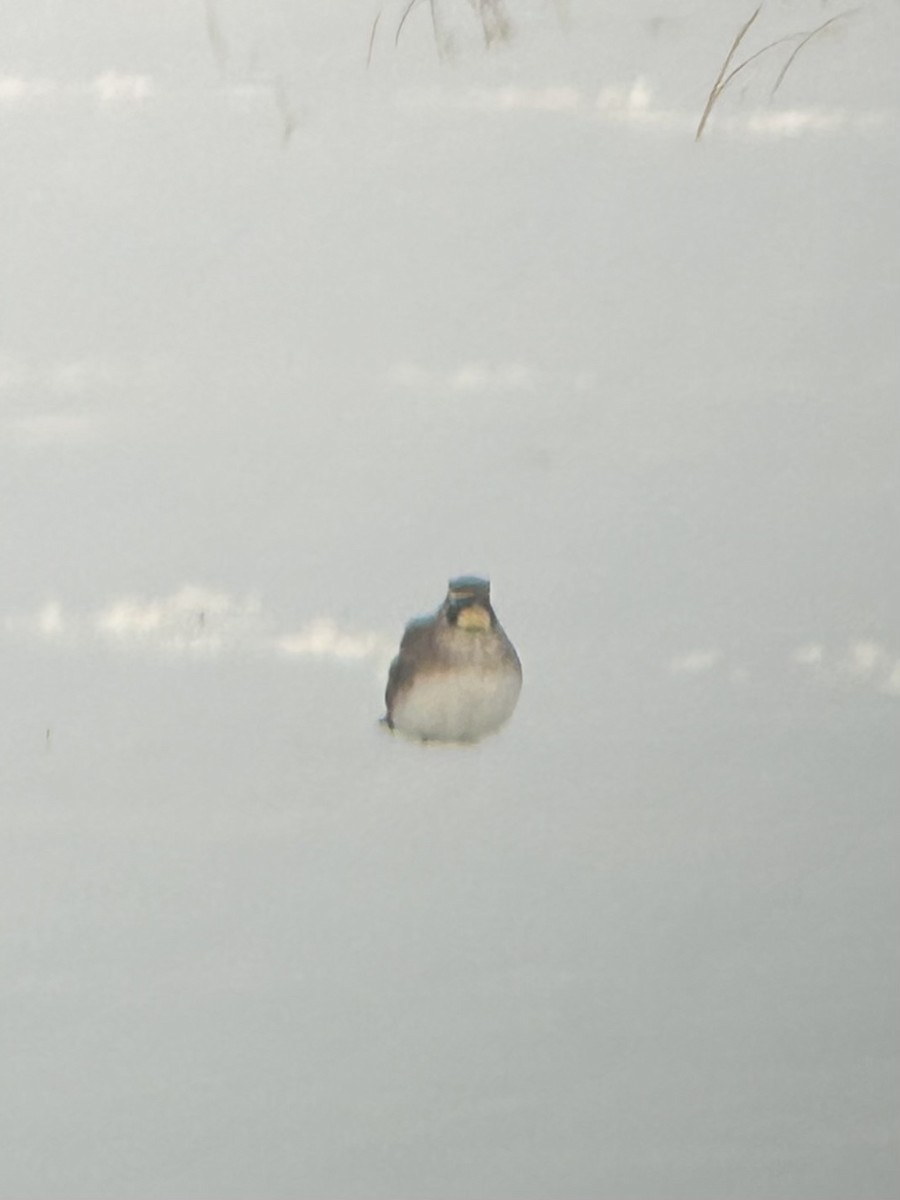 Рогатый жаворонок - ML647009307