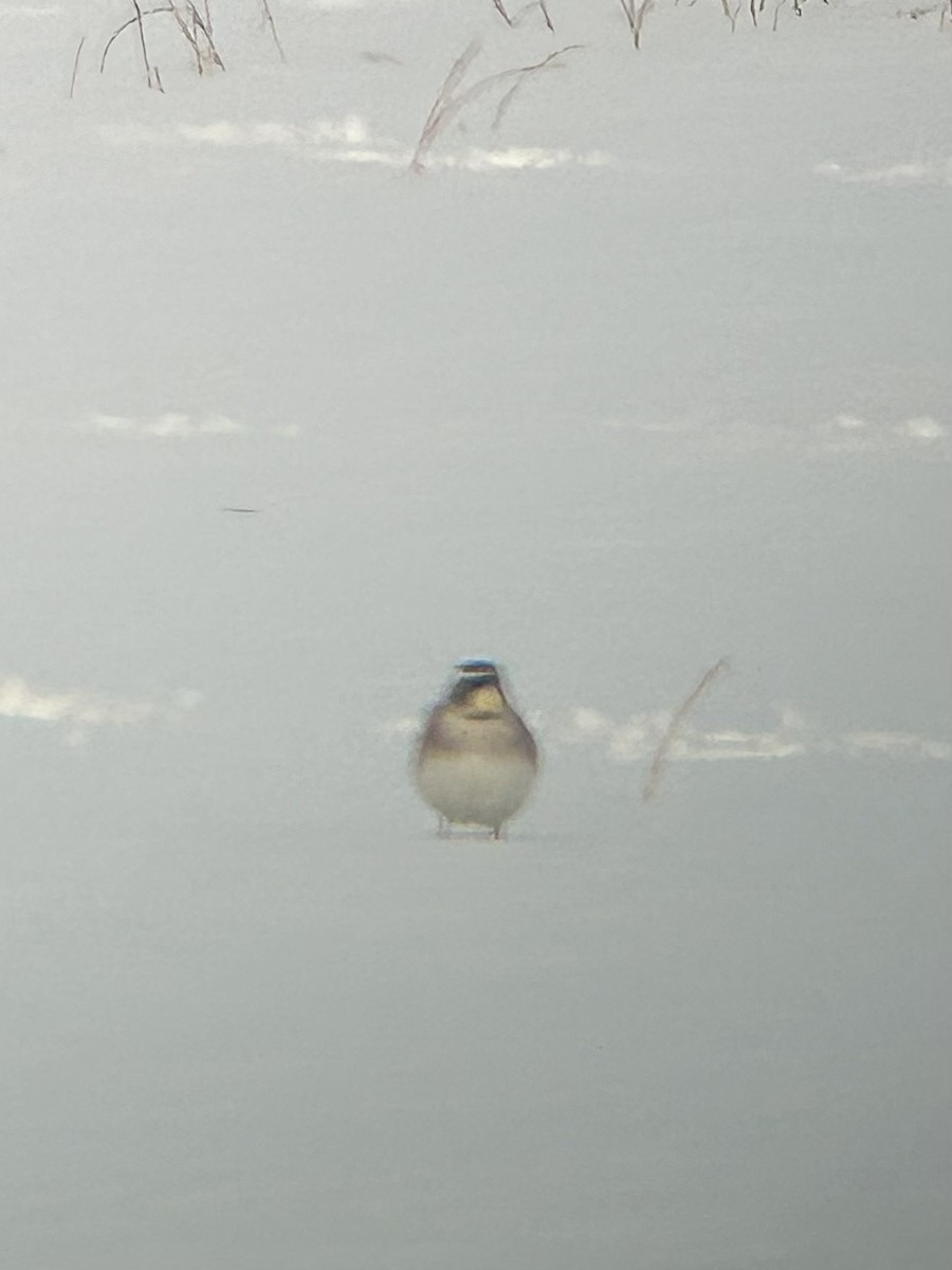 Рогатый жаворонок - ML647009308