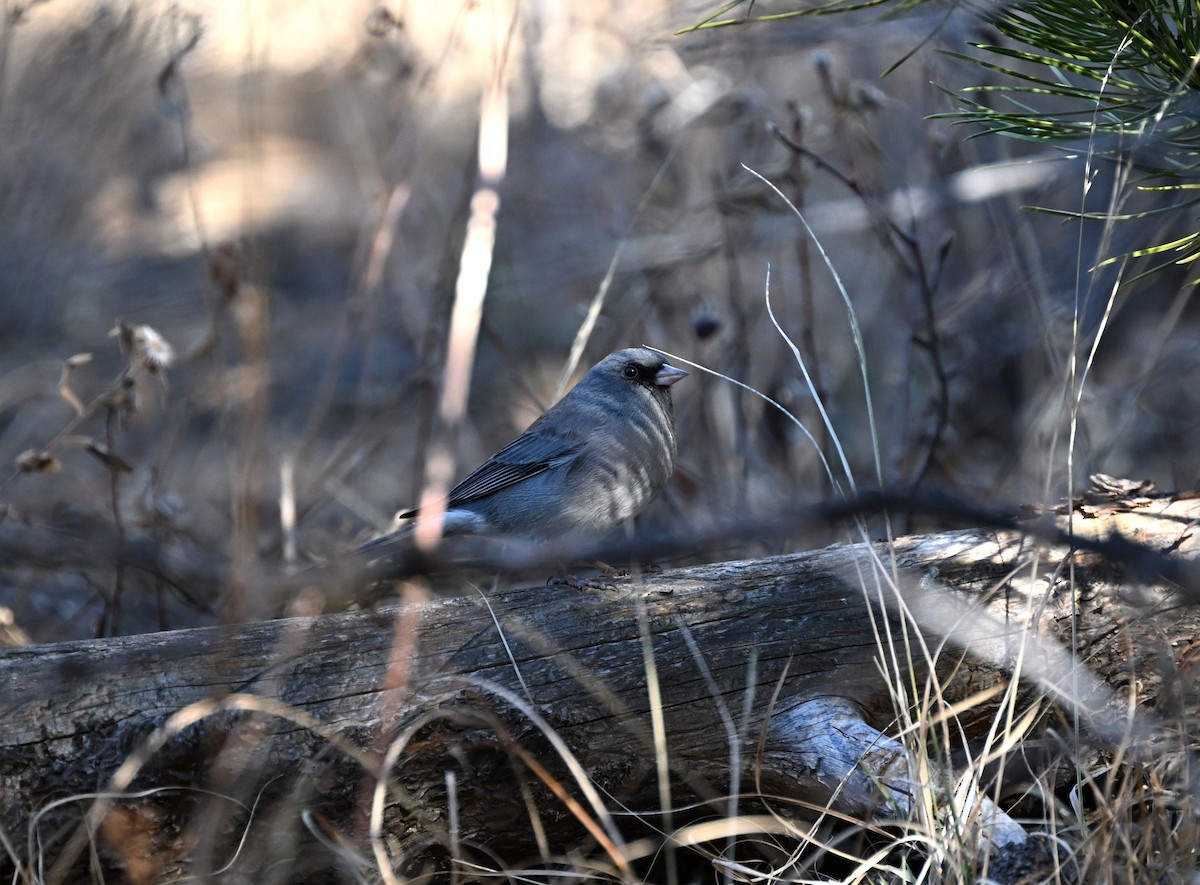 Серый юнко - ML647009309