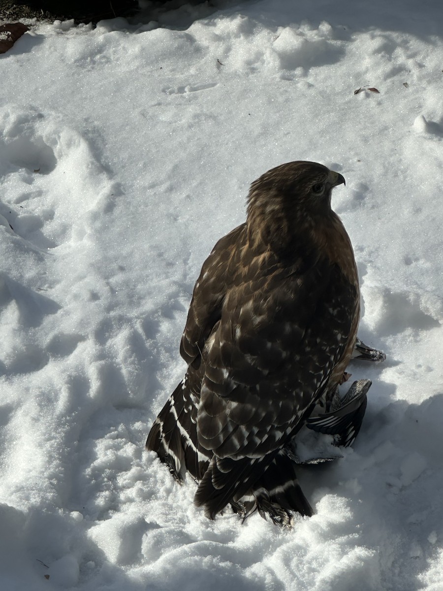 Red-shouldered Hawk - ML647009311