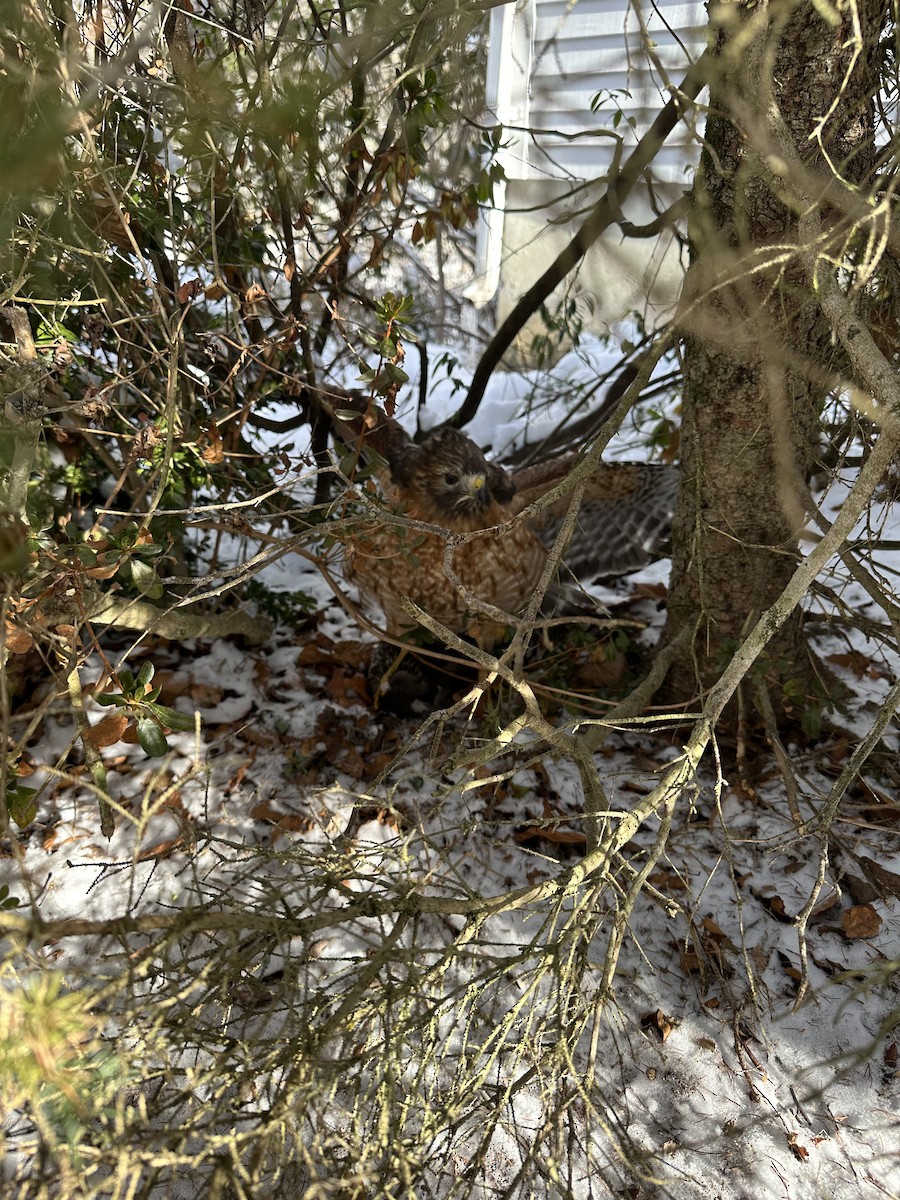 Red-shouldered Hawk - ML647009312
