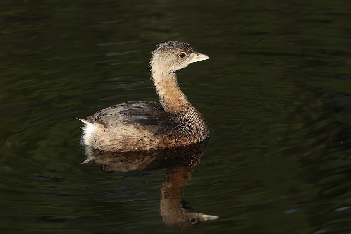 Пестроклювая поганка - ML647009314