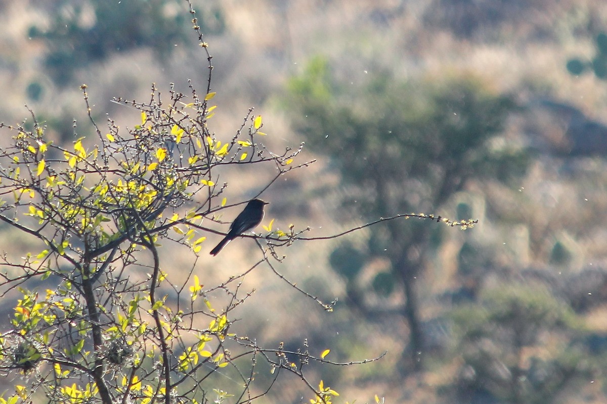 Чёрный фиби - ML647009316